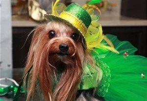 By: Astrid Stawiarz Collection: Getty Images Entertainment St. Pattys Day Fun