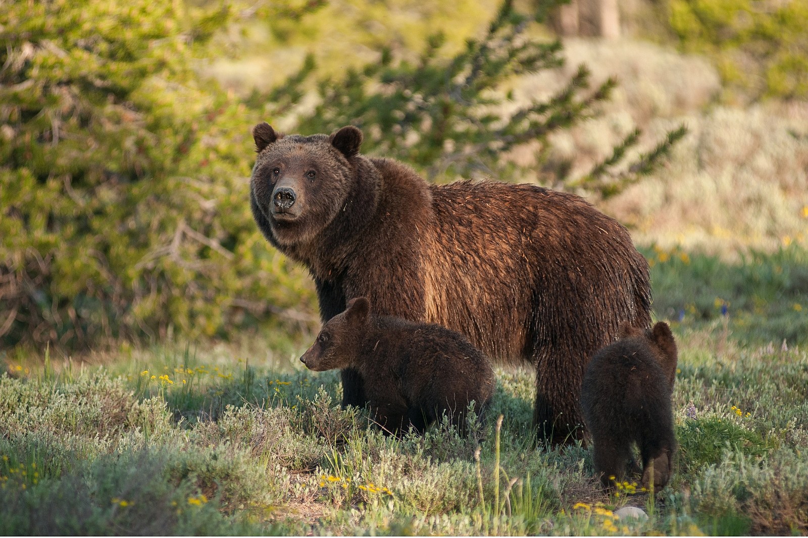Grizzly Bear - Montana
