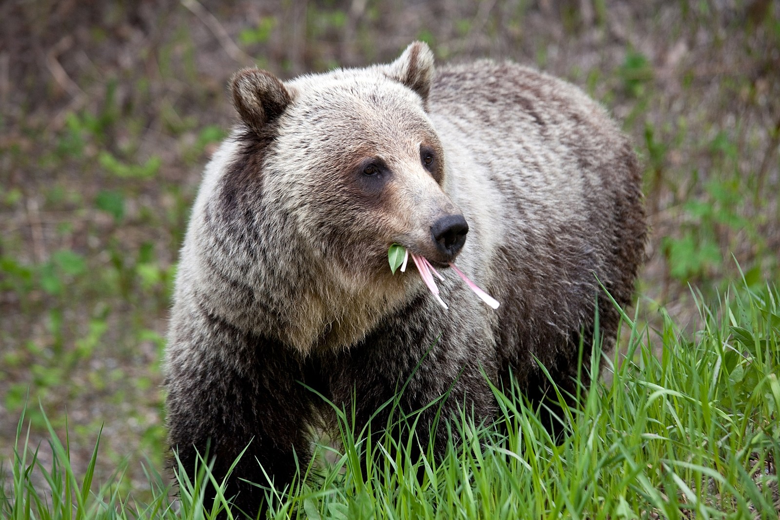 Bear Eating