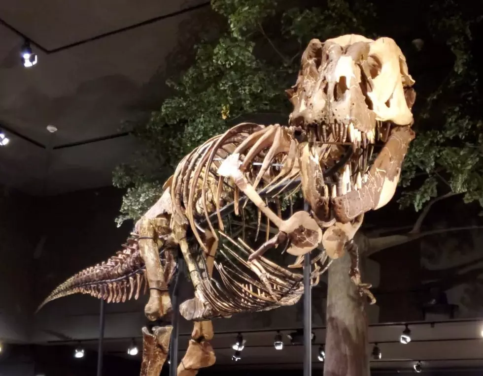 Museum of The Rockies Offering Free Admission
