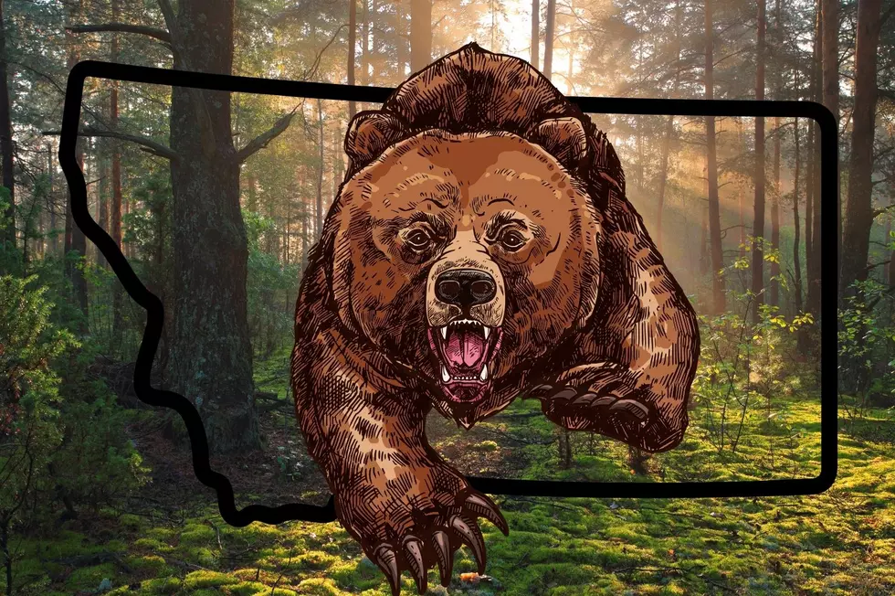 Are Transplants To Blame For Increased Bear Sightings In Montana?