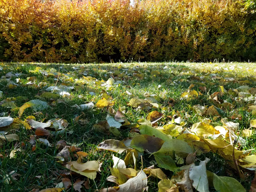Bozeman 2019 Fall Leaf Pick-up Schedule is HERE!