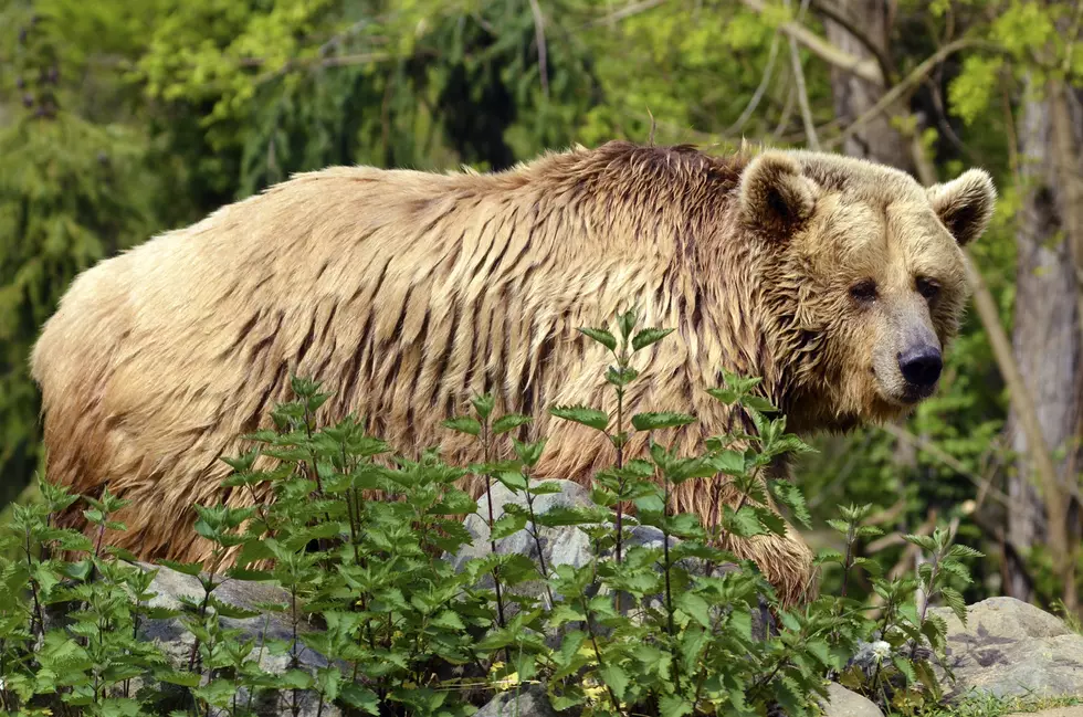 Tourists Get Dangerously Close to Grizzly Bears
