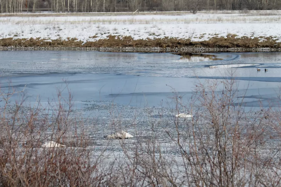 Officials Investigating Trumpeter Swans Shot West of Bozeman