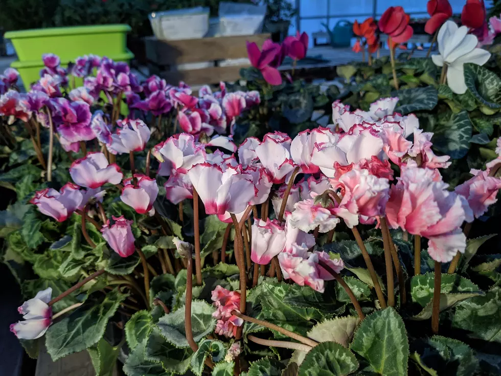 Best Landscaping Companies in the Bozeman Area